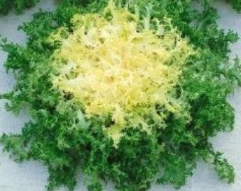 INDIVIA DI RUFFEC NR.300 SEMI